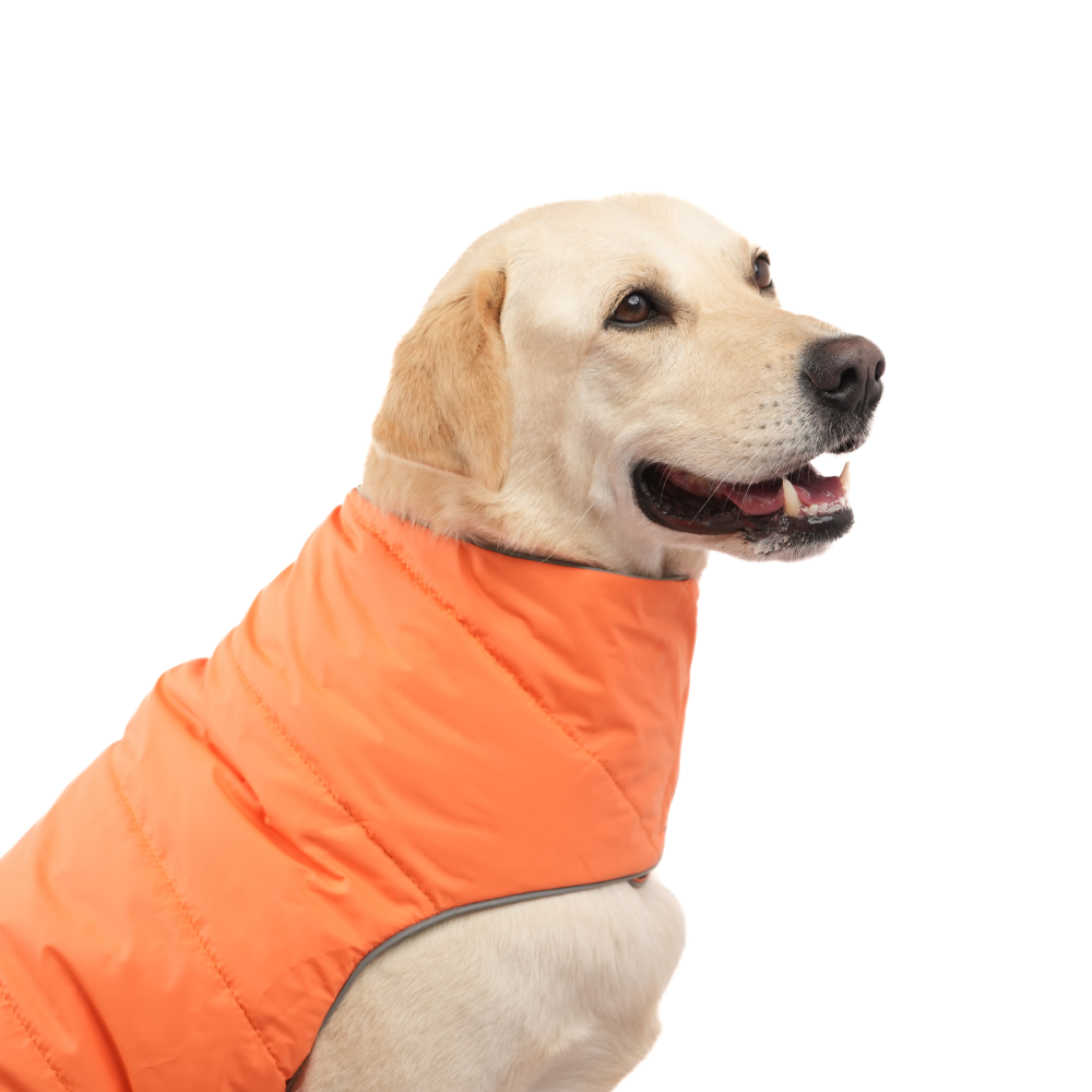 Skatrs Firefly Fuzz Puffer Reversible Jacket for Dogs and Cats Both-Clothing & Accessories Skatrs
