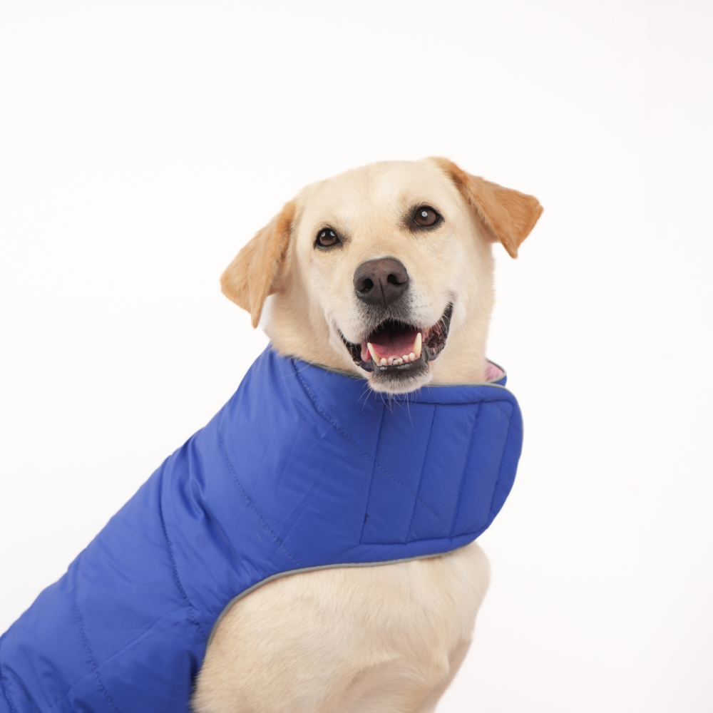 Skatrs Cotton Candy Cuddles Puffer Reversible Jacket for Dogs and Cats Both-Clothing & Accessories Skatrs