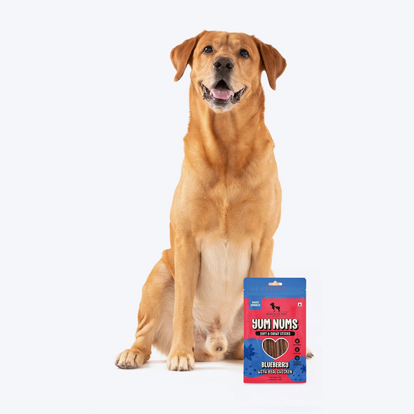 HUFT Yum Nums Blueberry with Real Chicken Soft & Chewy Sticks Dog Treats