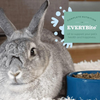 Oxbow Essentials Dry Food for Young Rabbits Rabbits Oxbow