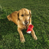 Zippy Paws Squeakie Can Zippy Cola Plush Toy for Dogs Dogs-Toys Zippy Paws