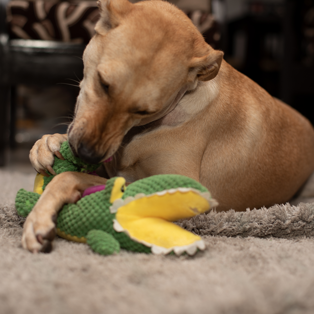 Barkbutler Aly The Gator Plush Toy for Dogs | For Medium Chewers
