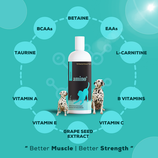 Venttura Omega 3 Plus Skin & Coat with Amino Plus Syrup for Dogs