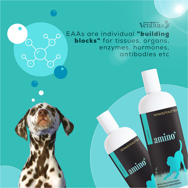 Venttura Omega 3 Plus Skin & Coat with Amino Plus Syrup for Dogs