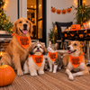 15 Furries Trick for Treat Halloween Bandana for Dogs & Cats (Orange/Black) Both-Clothing & Accessories 15 Furries Dropship