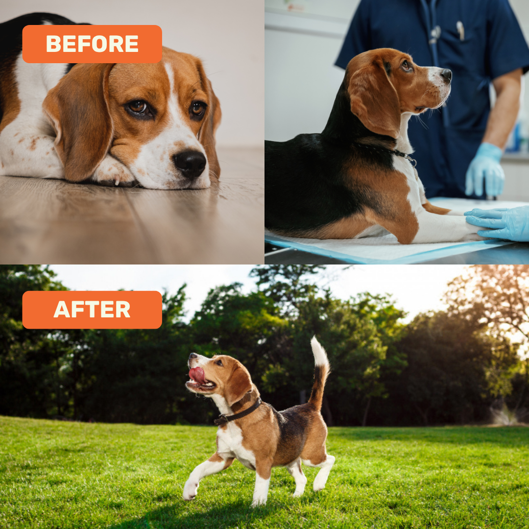 Absolut Pet Postbiotics to Boost Immunity Chews Dogs Treat