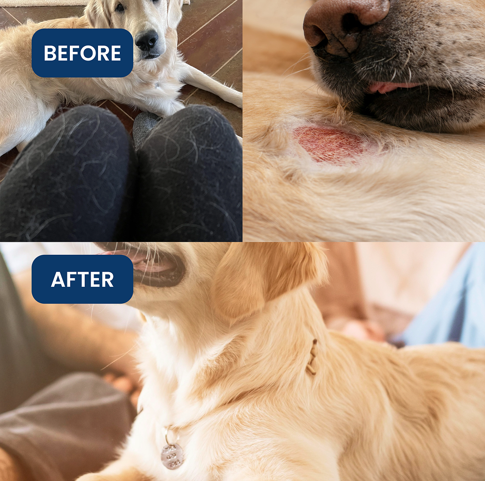 Absolut Pet Skin & Coat with Collagen and Biotin Dog Supplement Dogs-Health & Wellness Absolut Pet