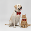 Skatrs Red Glitter Bow for Dogs and Cats Both-Clothing & Accessories Skatrs L