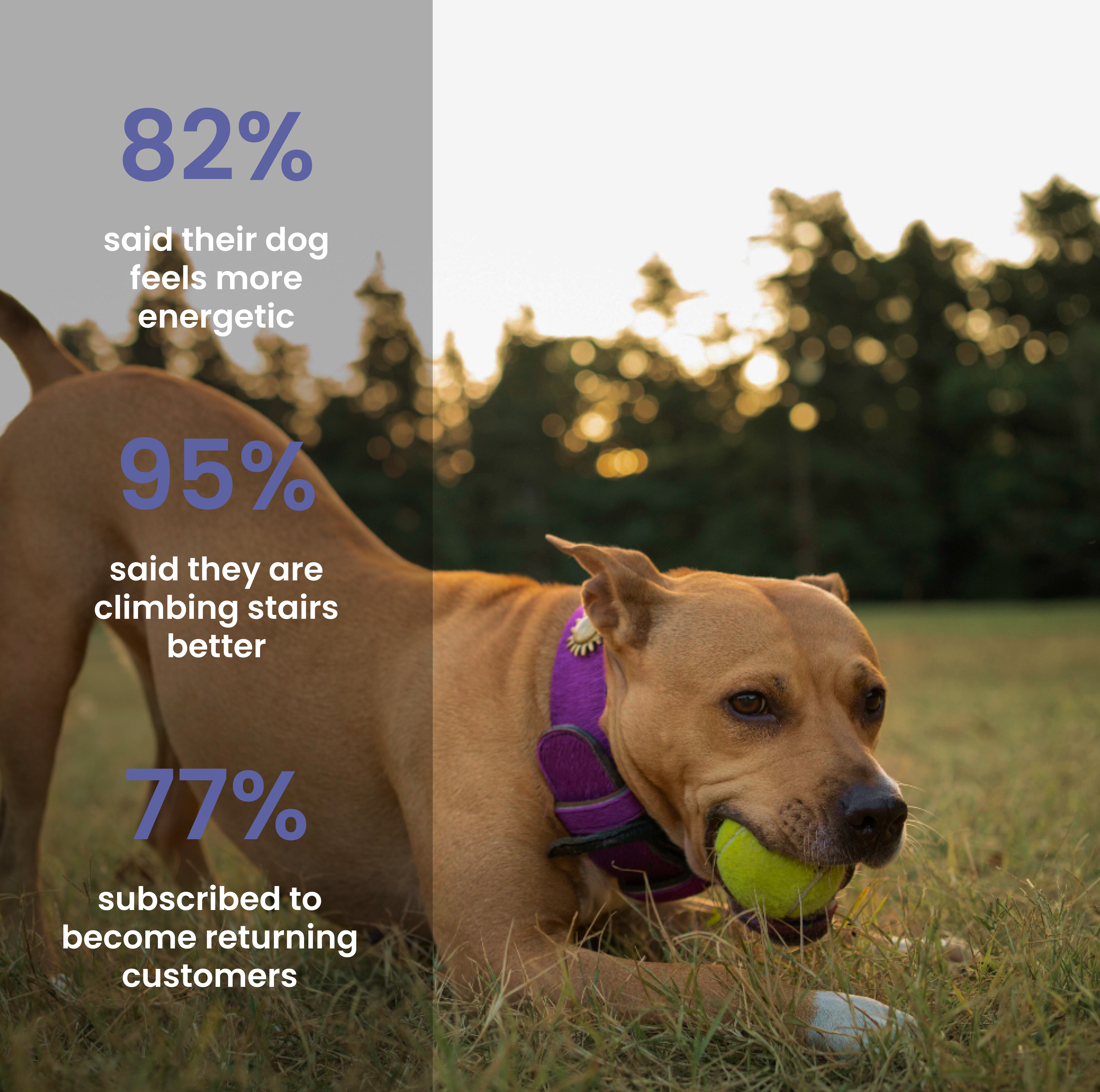 Absolut Pet Hip and Joint Care Dog Supplement Dogs-Health & Wellness Absolut Pet