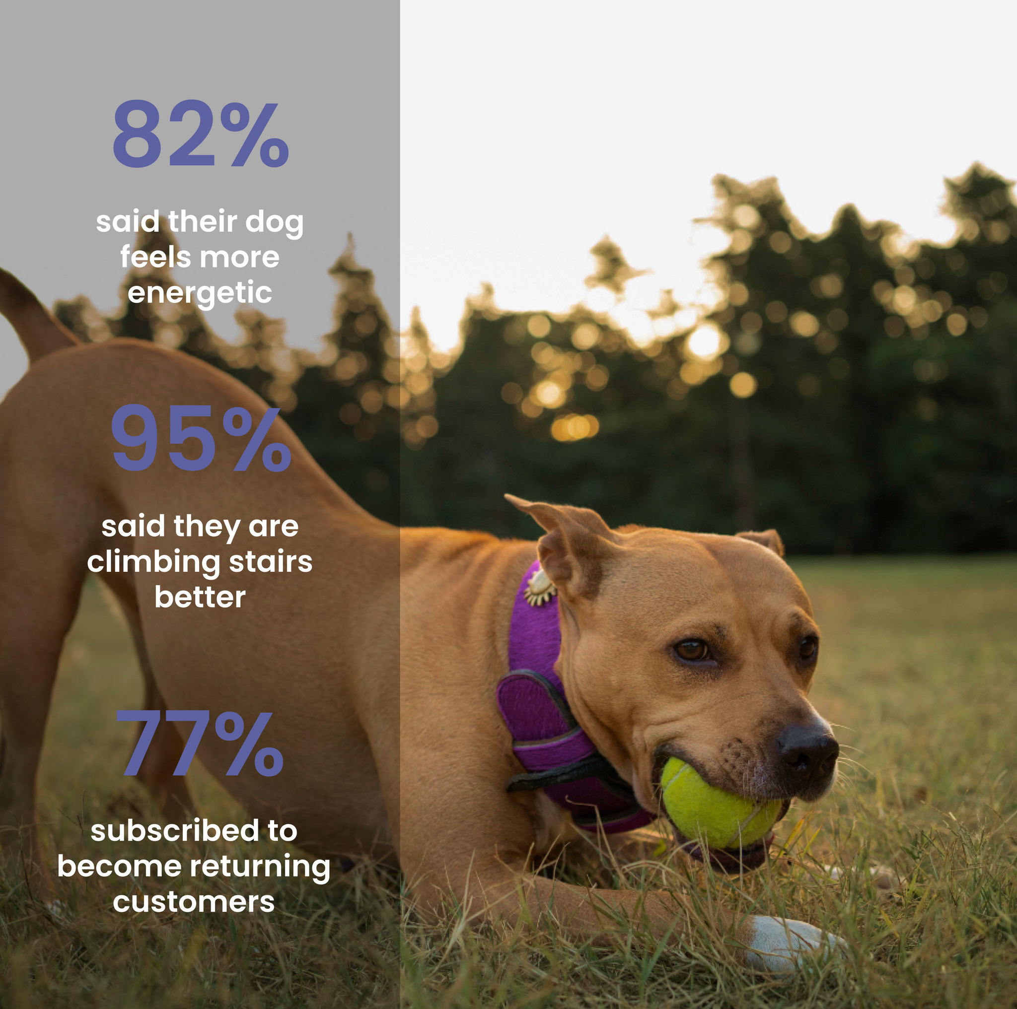 Absolut Pet Hip and Joint Care Dog Supplement Dogs-Health & Wellness Absolut Pet