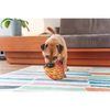 Red Dingo Durables Echidna Fetch Toy For Dogs (Brown) Dogs-Toys Red Dingo Dropship