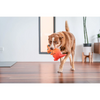 Red Dingo Durables Kangaroo Fetch Toy For Dogs (Orange) Dogs-Toys Red Dingo Dropship