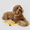 Boss Core Walk Leash for Dogs (Sandily Yellow)