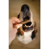 Blue Pet Co Go Smile Peanut Butter Flavor Teeth & Gums Stick for Dogs Dogs-Health & Wellness Blue Pet Co Dropship