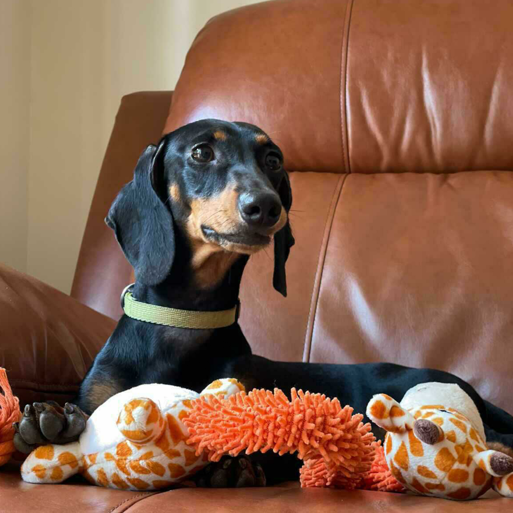 Barkbutler Garry The Giraffe Plush Toy for Dogs | For Soft Chewers Dogs-Toys Barkbutler