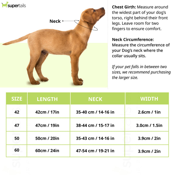 Hunter Arizona UP Collar for Dogs (Black)