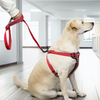 Skatrs Adventure in Style & Comfort Fiery Leash for Dogs and Cats (Red) Both-Collar, Leashes, harnesses Skatrs