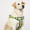 Skatrs Adventure in Style & Comfort Tropical Padded Harness for Dogs (Green) Dogs-Collar, Leashes, harnesses Skatrs S:12-16.5in Chest