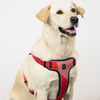 Skatrs Adventure in Style & Comfort Fiery Padded Harness for Dogs (Red) Dogs-Collar, Leashes, harnesses Skatrs S:12-16.5in Chest