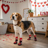 KUTKUT Adjustable Elastic Strapped Anti Slip Grip Paw Socks for Dogs (Red) Dogs-Clothing & Accessories KUTKUT Dropship