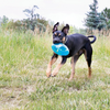 Kong Jumbler Football Toy for Dogs (Sea Blue) Dogs-Toys Kong