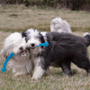 Kong Safestix Rope Toy for Dogs (Blue) | For Aggressive Chewers
