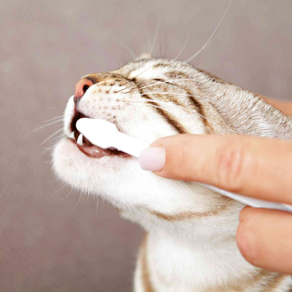 Trixie Dental Hygiene Kit for Cats