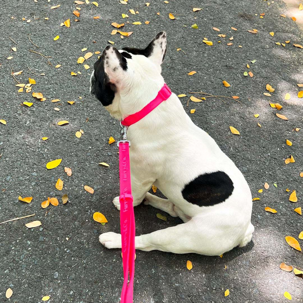 Furry & Co Ultra Collar for Dogs (Electra)