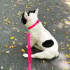 Furry & Co Ultra Collar for Dogs (Electra)