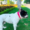 Furry & Co Ultra Collar for Dogs (Electra)