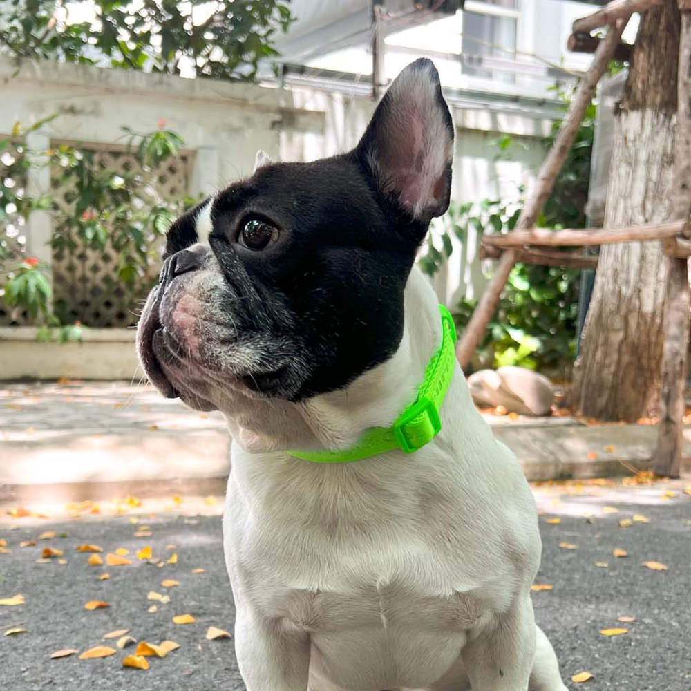 Furry & Co Ultra Collar for Dogs (Limelight) Dogs-Collar, Leashes, harnesses Furry & Co