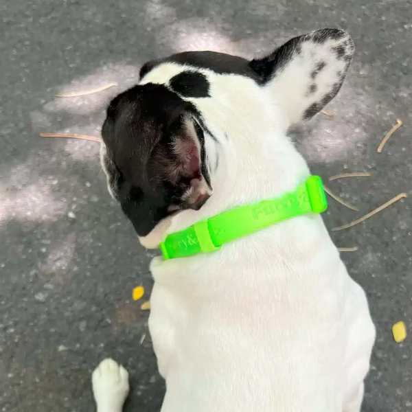 Furry & Co Ultra Collar for Dogs (Limelight)