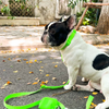 Furry & Co Ultra Harness, Leash and Collar for Dogs Combo (Limelight) - L Dogs-Collar, Leashes, harnesses Furry & Co