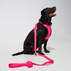 Furry & Co Poop Bag Holder for Dogs (Electra) Dogs-Health & Wellness Furry & Co
