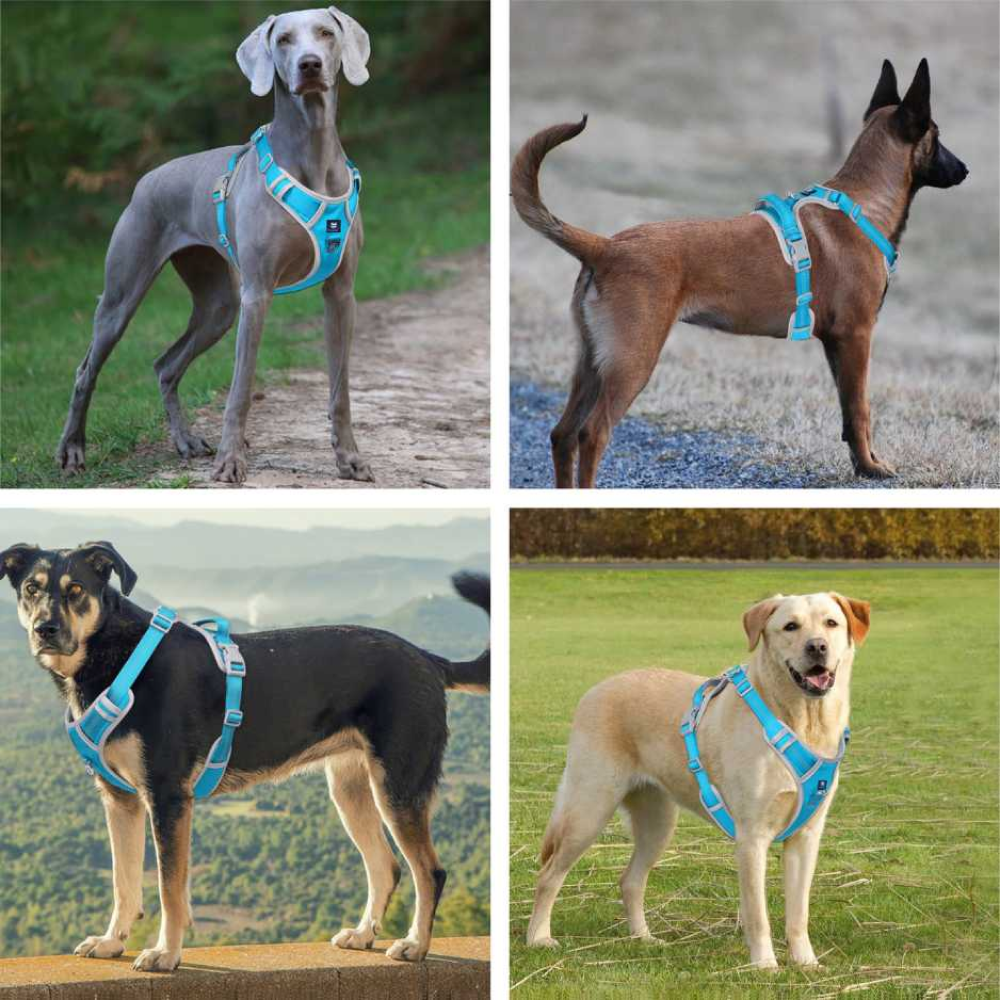Hank 3M Reflective Harness for Puller Dogs (Grey/Cyan Blue)