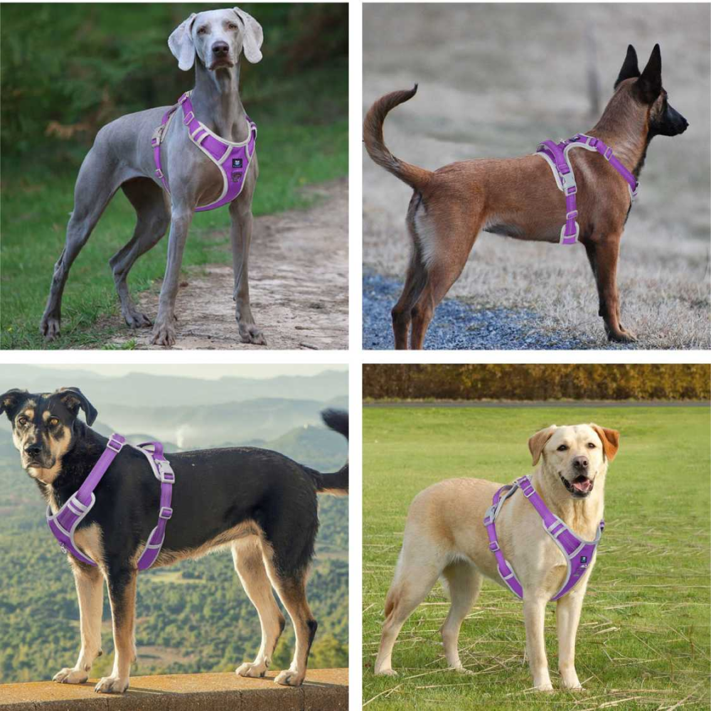 Hank 3M Reflective Harness for Puller Dogs (Grey/Violet)
