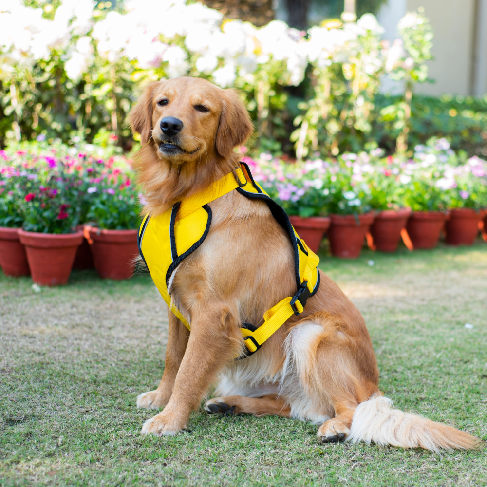 Pawpourri Adjustable Reflective Padded Harness for Dogs (Yellow)