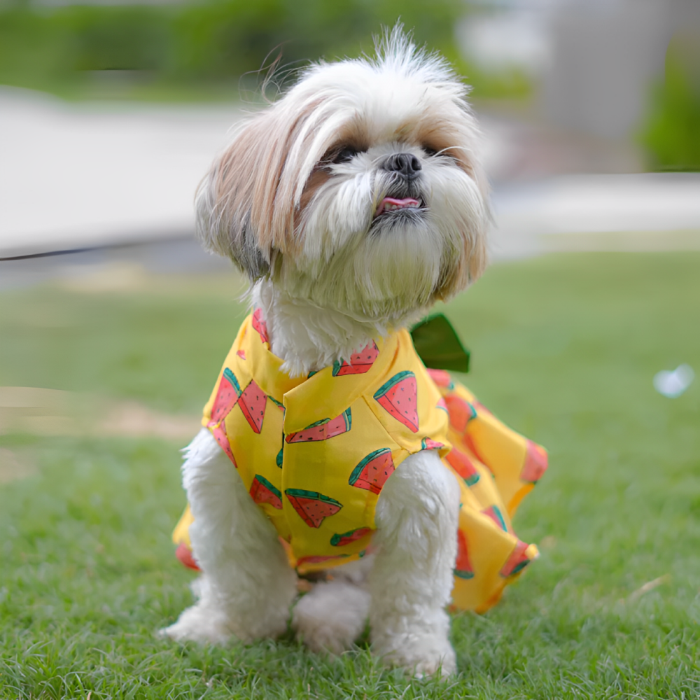 Pawgypets Watermelon Surgar Dress for Dogs (Yellow)