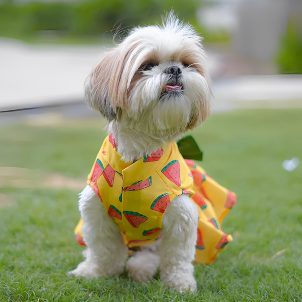 Pawgypets Watermelon Surgar Dress for Dogs (Yellow)