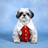 Dogobow Denim Jacket for Dogs and Cats (Red) (Get a Bow Free) Both-Clothing & Accessories Dogobow Dropship XS