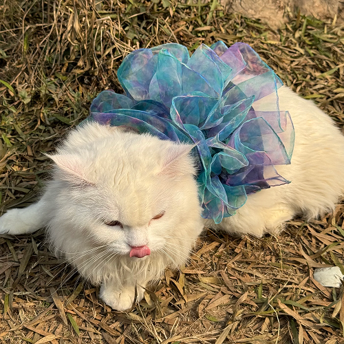 Pawgypets Tie and Dye Frilly Dress for Cats (Blue) Cats-Clothing & Accessories Pawgypets Dropship