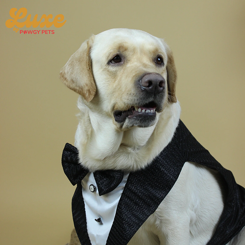 Pawgypets Luxe Shimmering Bowtie Tuxedo for Dogs and Cats (Black)
