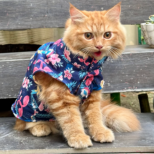 Pawgypets Flamingo Sando for Cats (Navy Blue) Cats-Clothing & Accessories Pawgypets Dropship