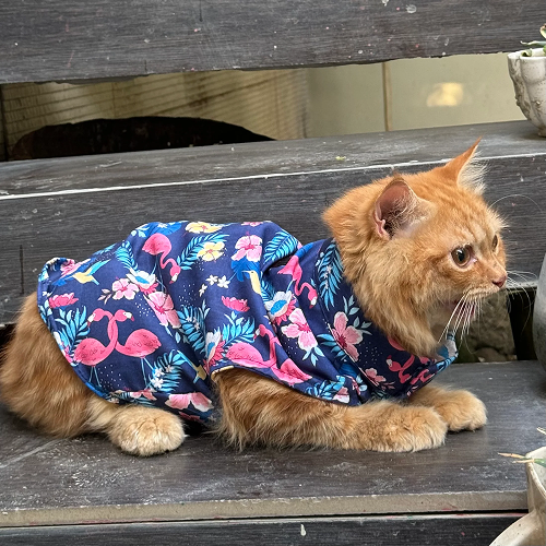 Pawgypets Flamingo Sando for Cats (Navy Blue) Cats-Clothing & Accessories Pawgypets Dropship