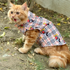 Pawgypets Mickey Check Sando for Cats (Beige) Cats-Clothing & Accessories Pawgypets Dropship
