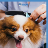 Hank Flea Comb for Pets (Blue) Dog-Grooming Supplies Hank