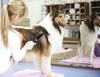 Hank Flea Comb for Pets (Blue) Dog-Grooming Supplies Hank
