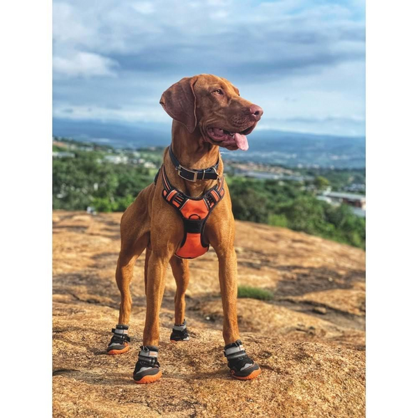 M Pets Hiking Shoes for Dogs (Orange/Black)