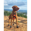 M Pets Hiking Shoes for Dogs (Orange/Black) Dogs-Clothing & Accessories M Pets
