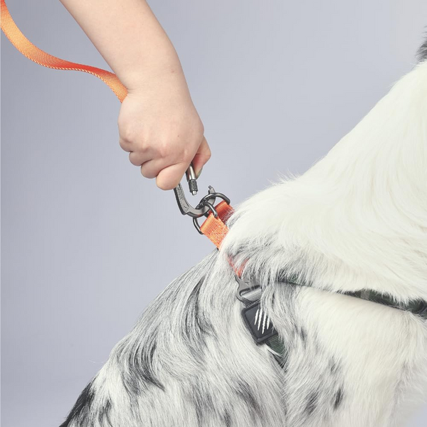 M Pets Wild Jungle Control Leash for Dogs